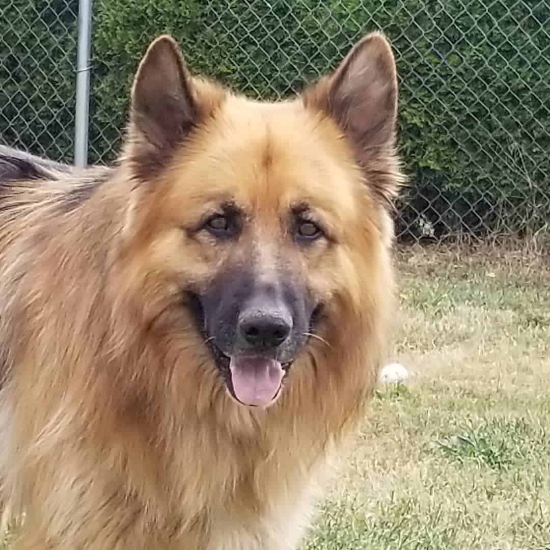 big german shepherd dog