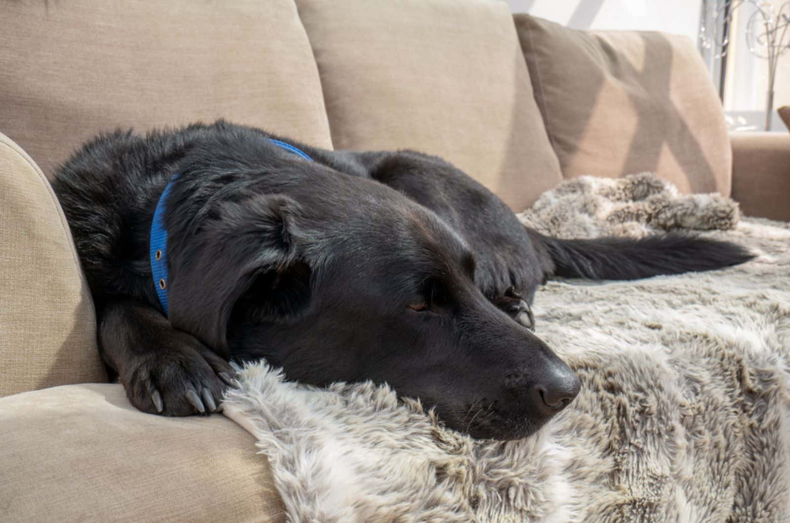 black labrador sleeping on the couch