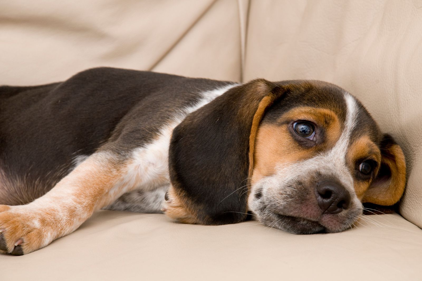 bored beagle