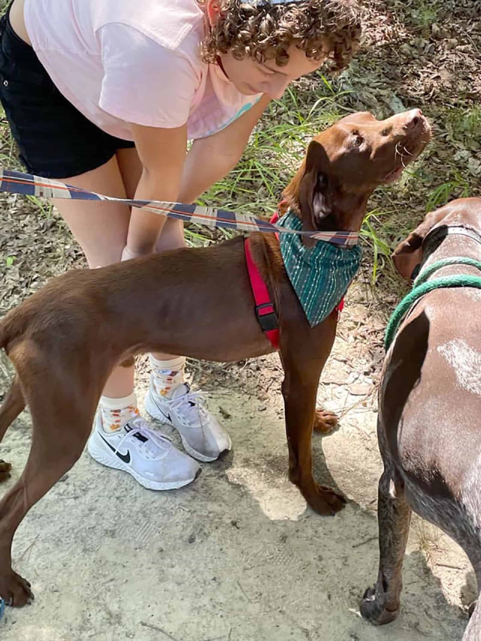 brown dog on a leash in shelter