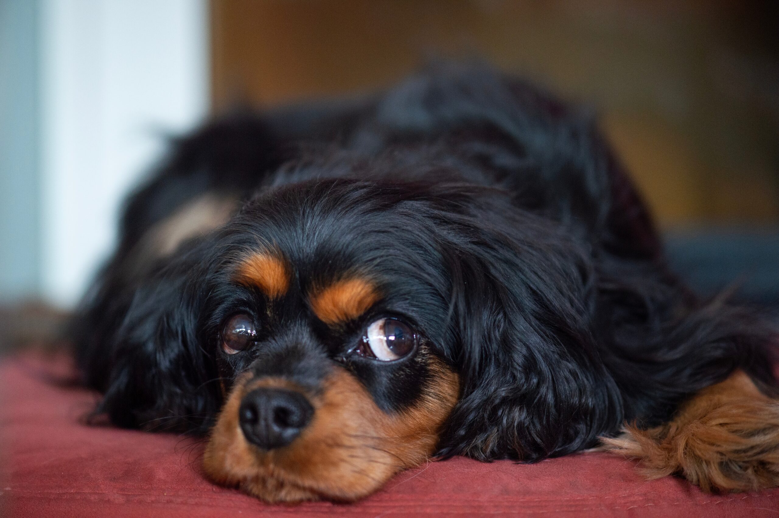 black cavalier king charles spaniel