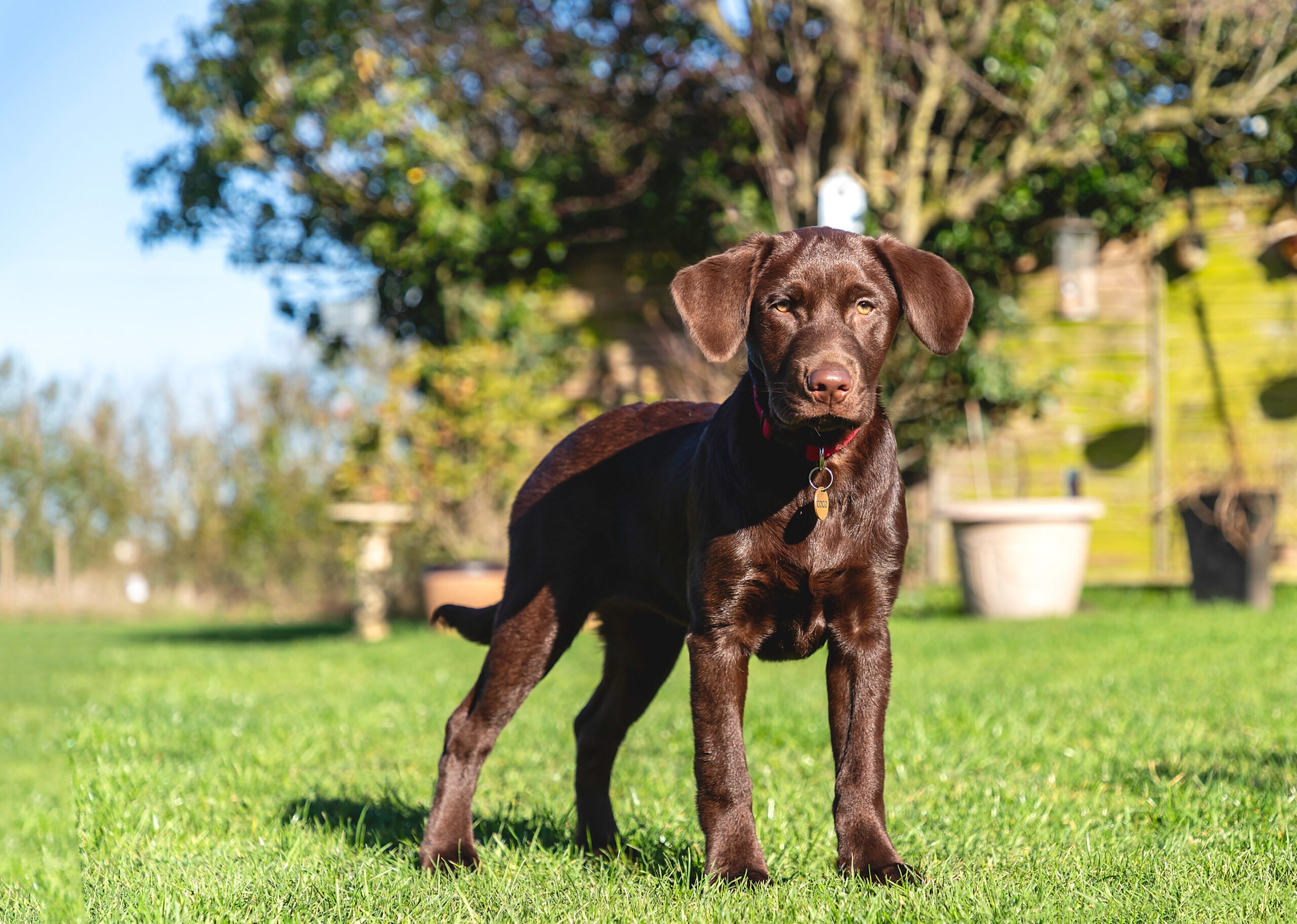 chocolate labrador in the grass