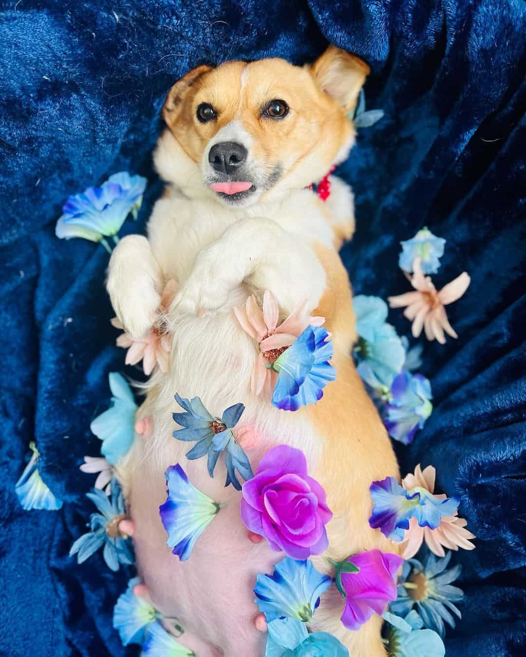 corgi's maternity photoshoot