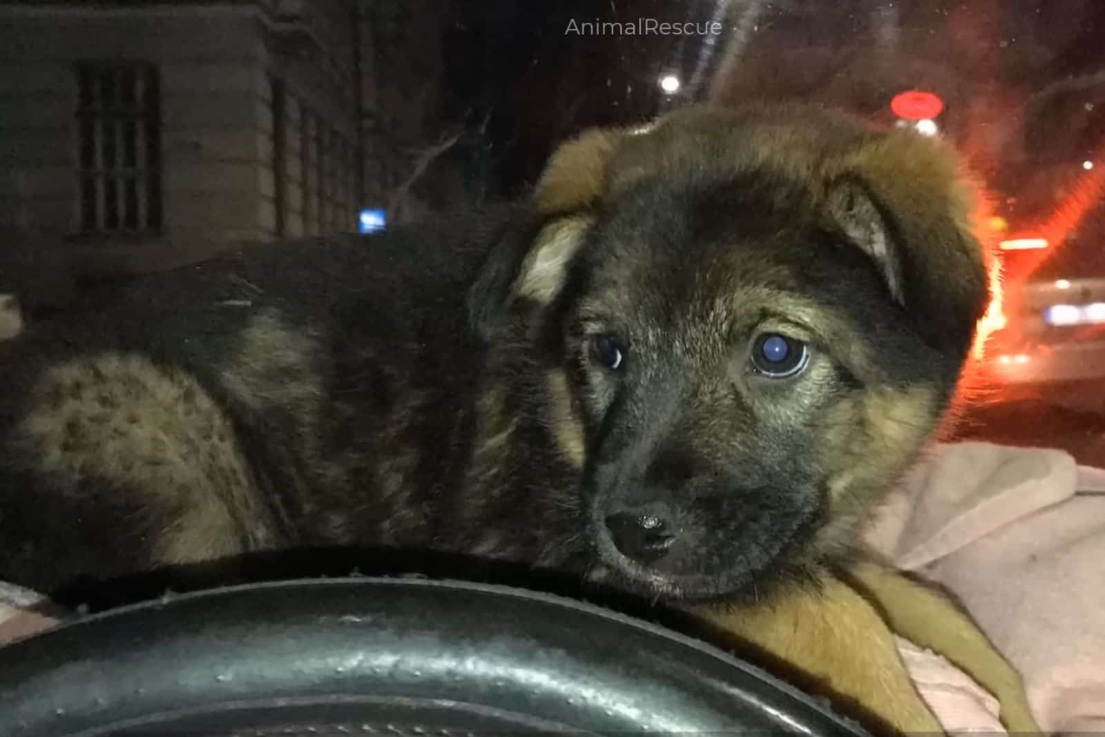 cute puppy in the car