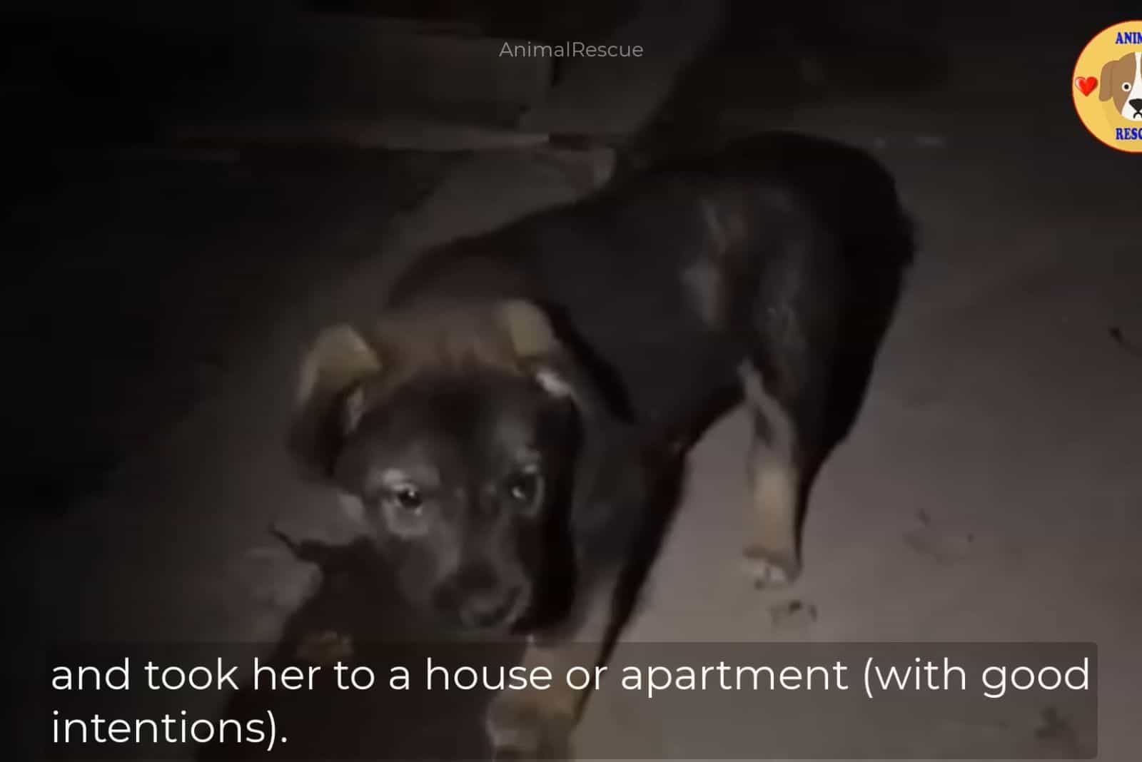 cute puppy walking on the street