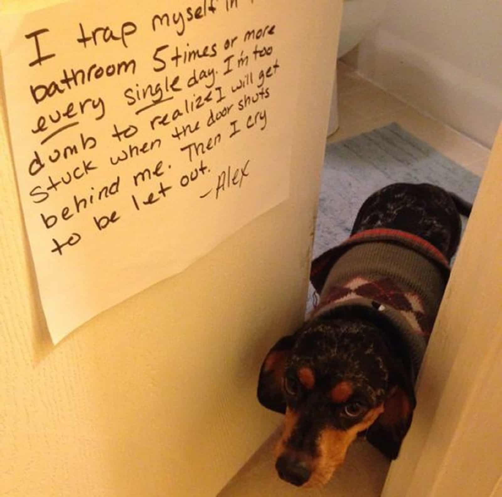 dachshund dog in the bathroom standing between wall and doors