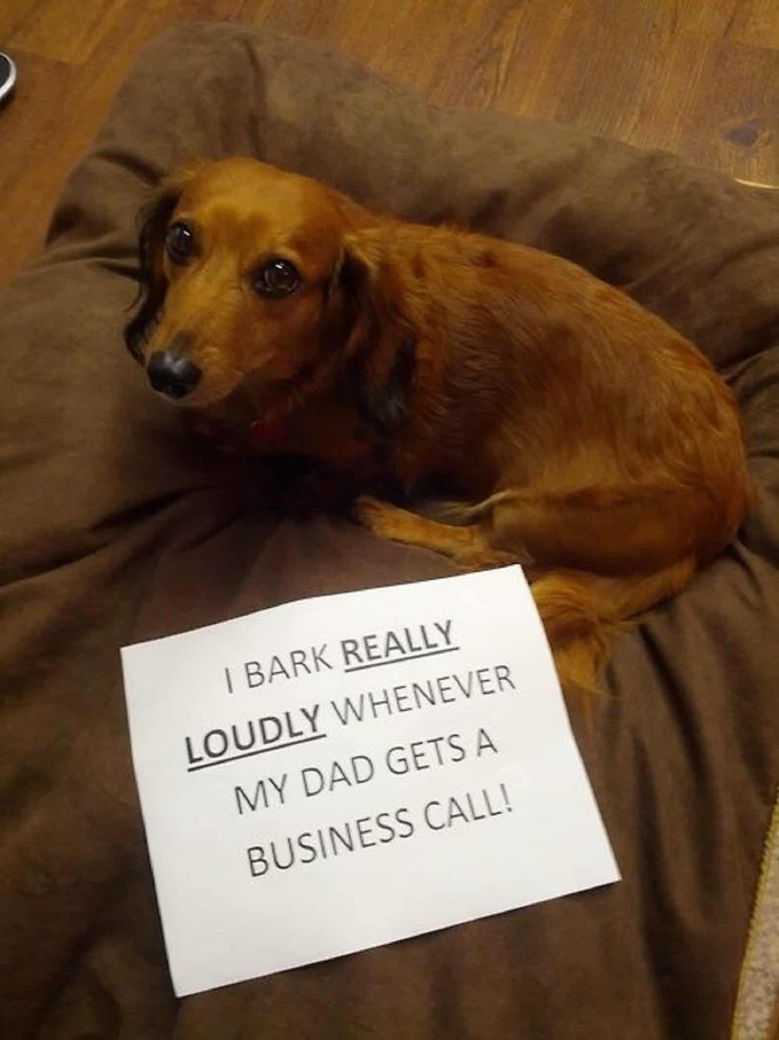 dachshund dog lying in his bed indoors