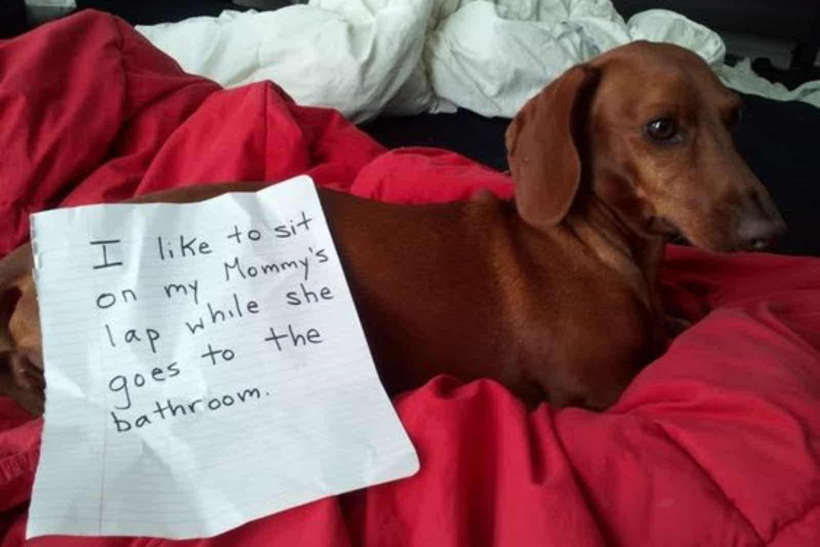 dachshund dog lying on the bed with red sheets