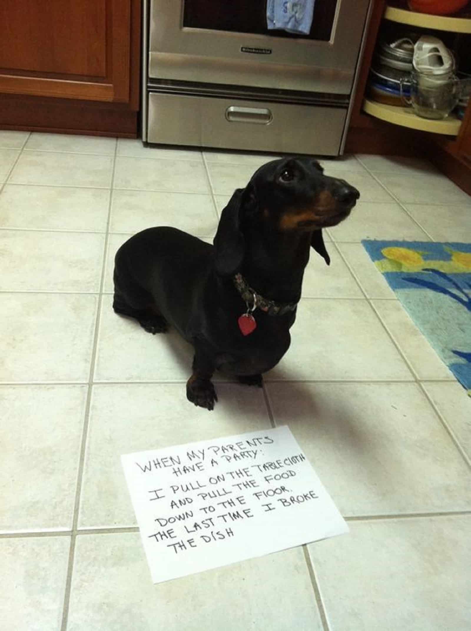 dachshund dog sitting in the kitchen on the floor