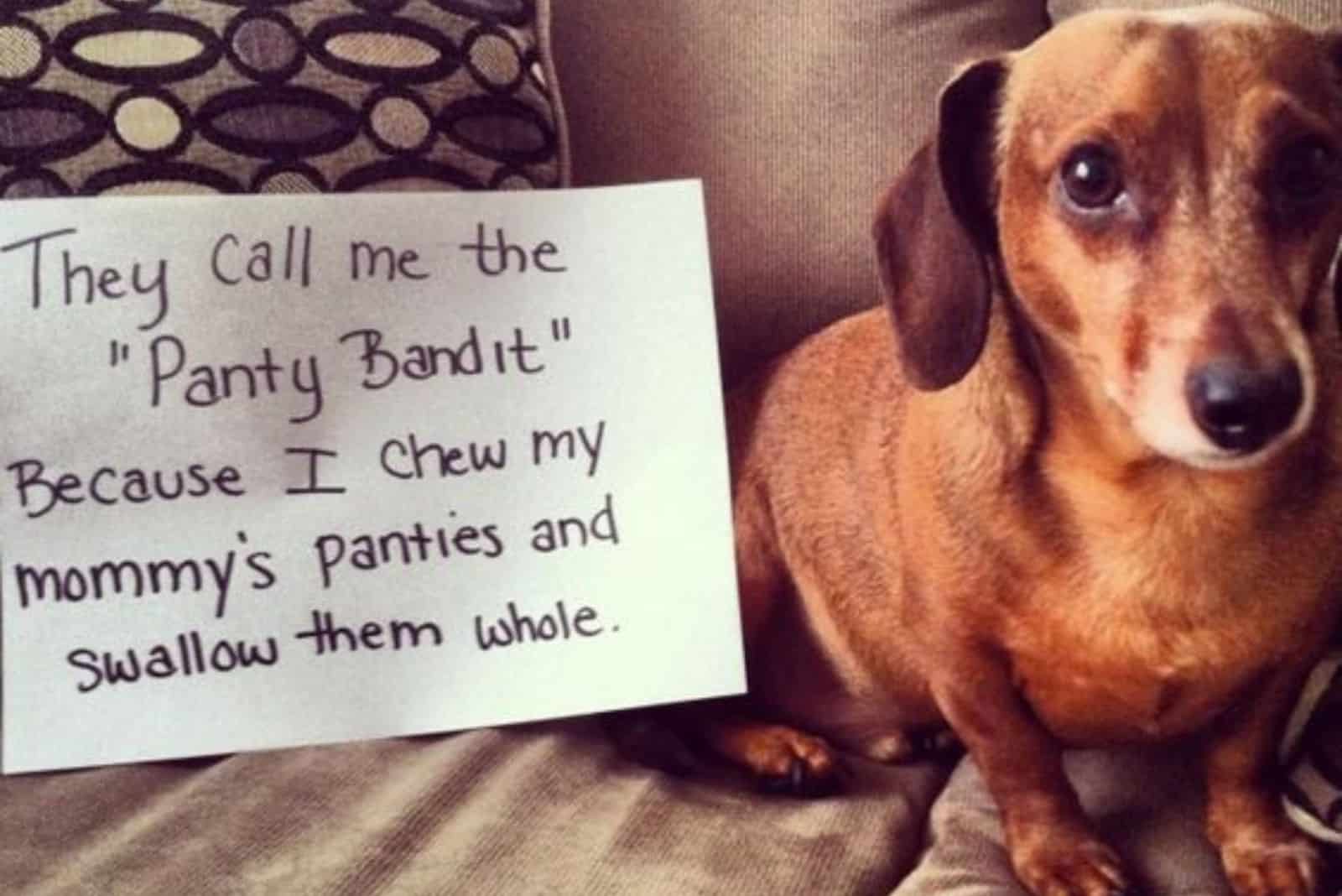 dachshund dog sitting on the couch after making mess