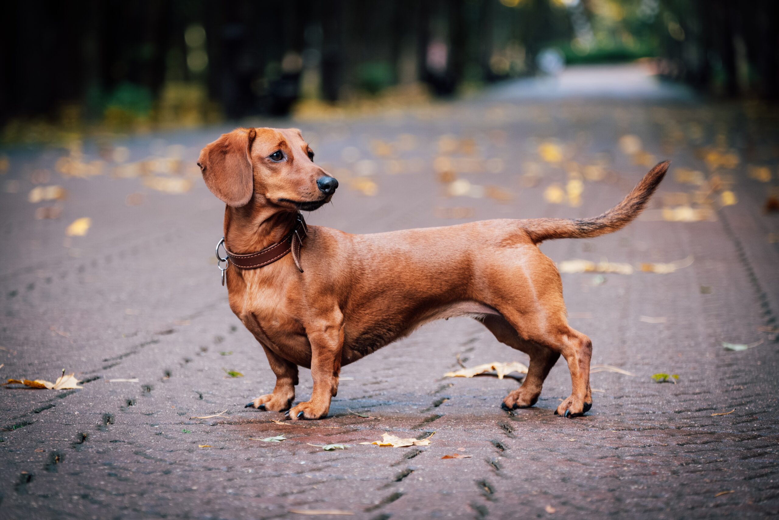 dachshund on a walk