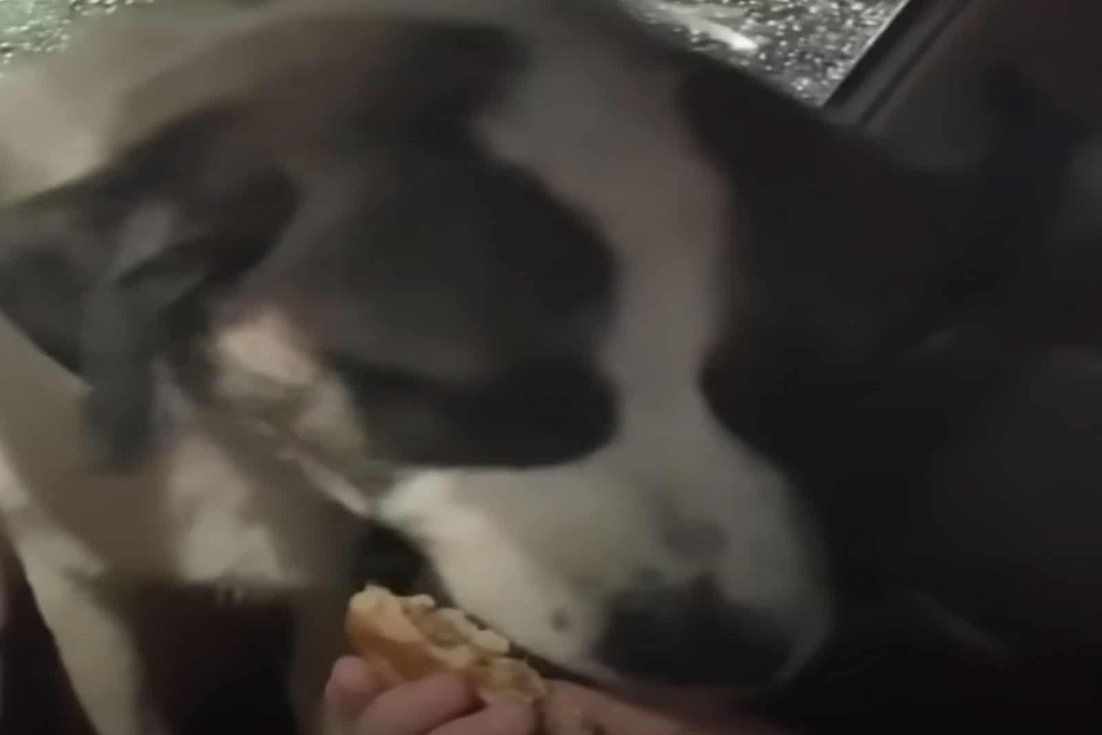 dog eating cheeseburger from owner's hand
