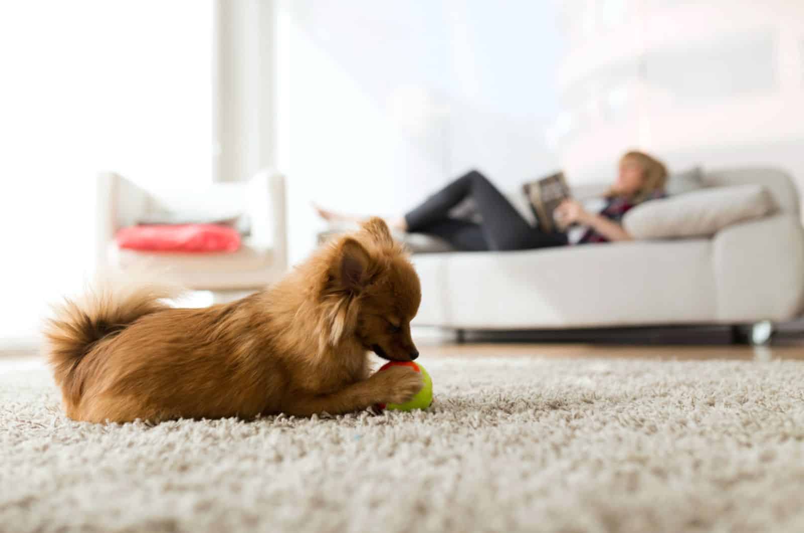 dog playing with a ball while his owner resting on the couch
