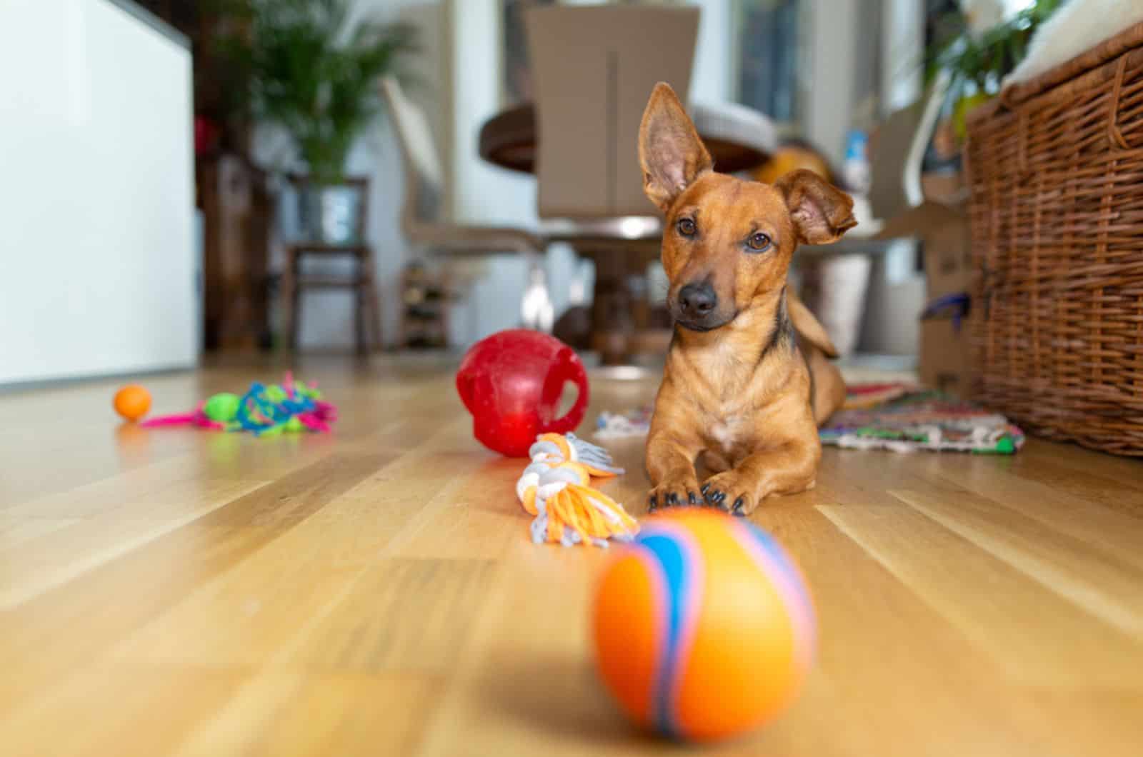 dog playing with toys in house