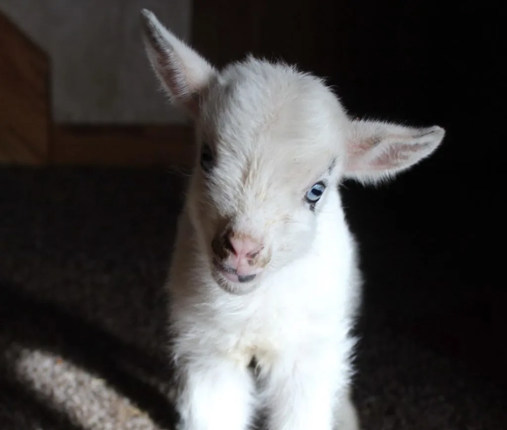 dwarf cute goat