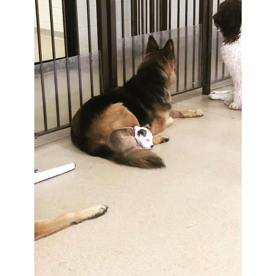 edna the pitbull sleeps on a german shepherd