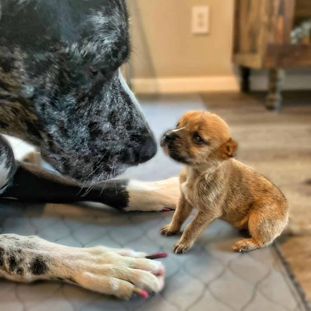 etta with a small puppy