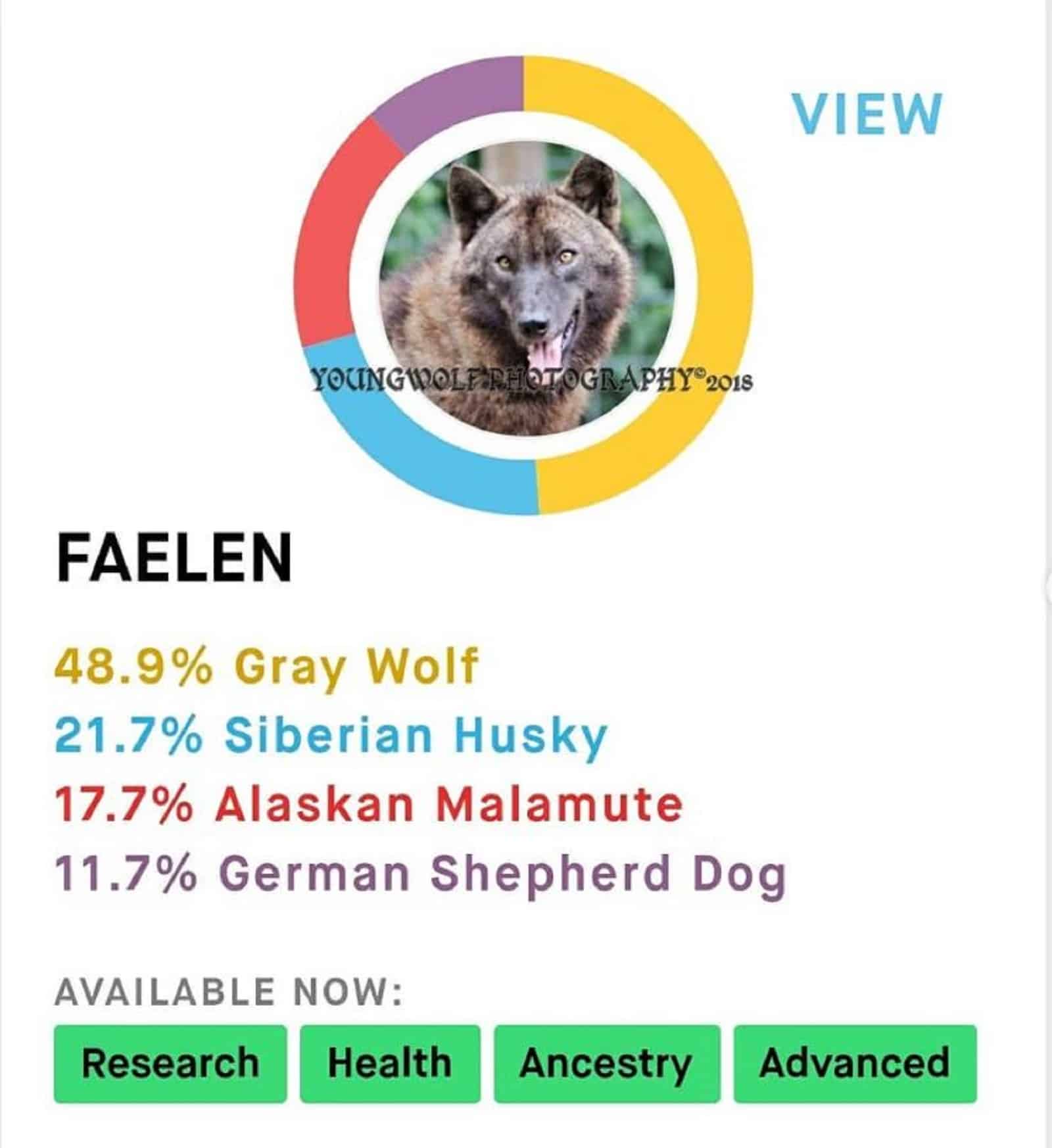 faelen dna test