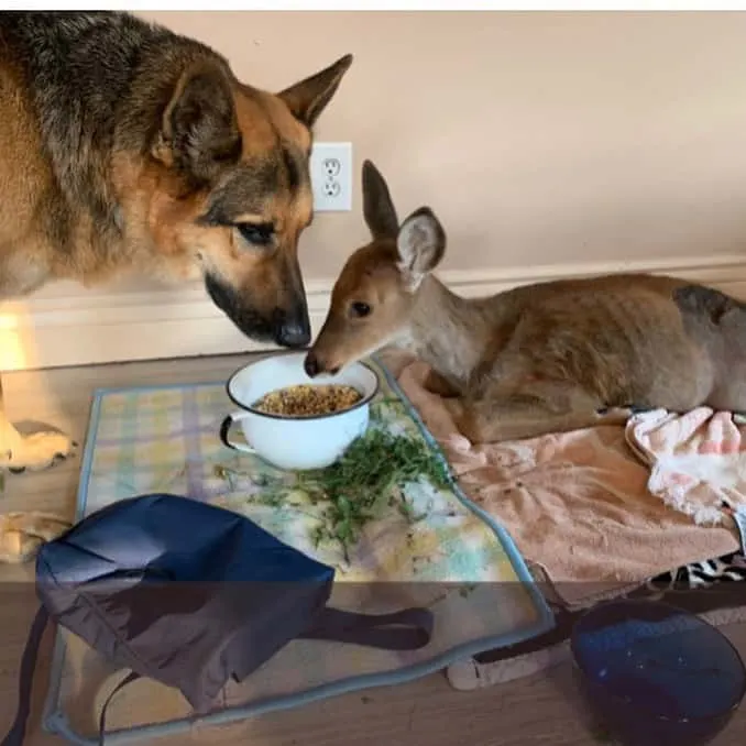 fawn eating together with dog