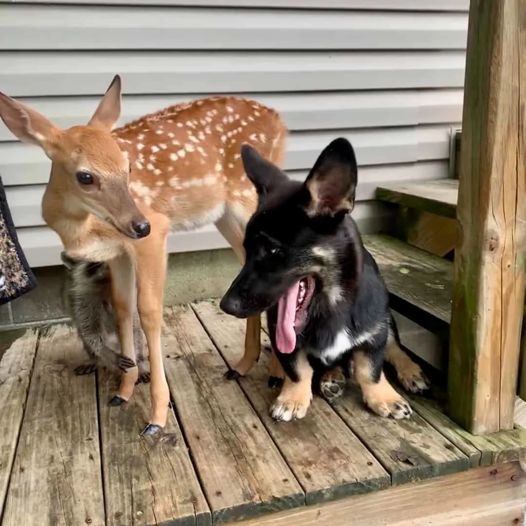 fawn with cute puppy