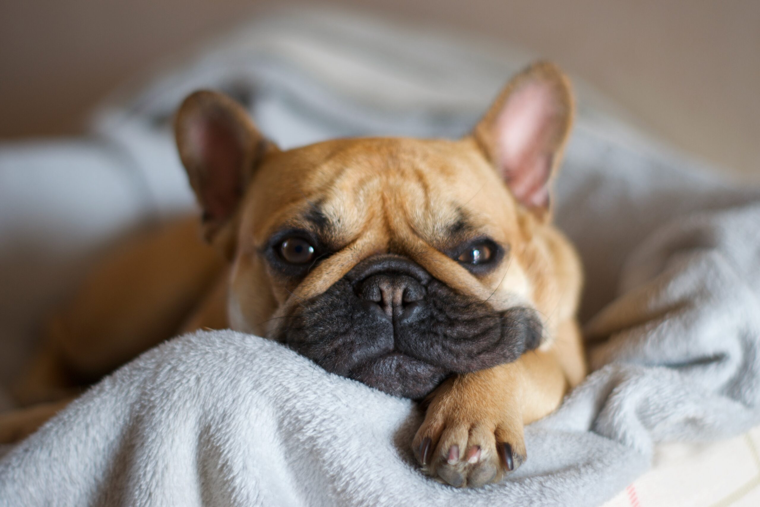 tiny french bulldog lying