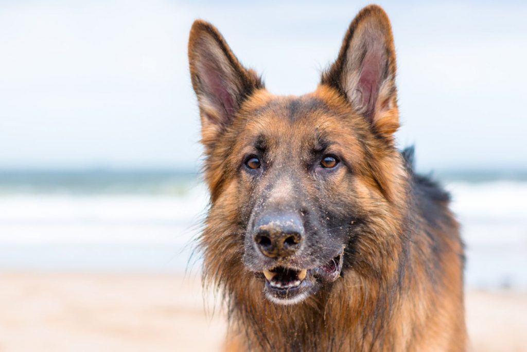 7 Reasons Why Your German Shepherd Is Growling While Wagging Tail