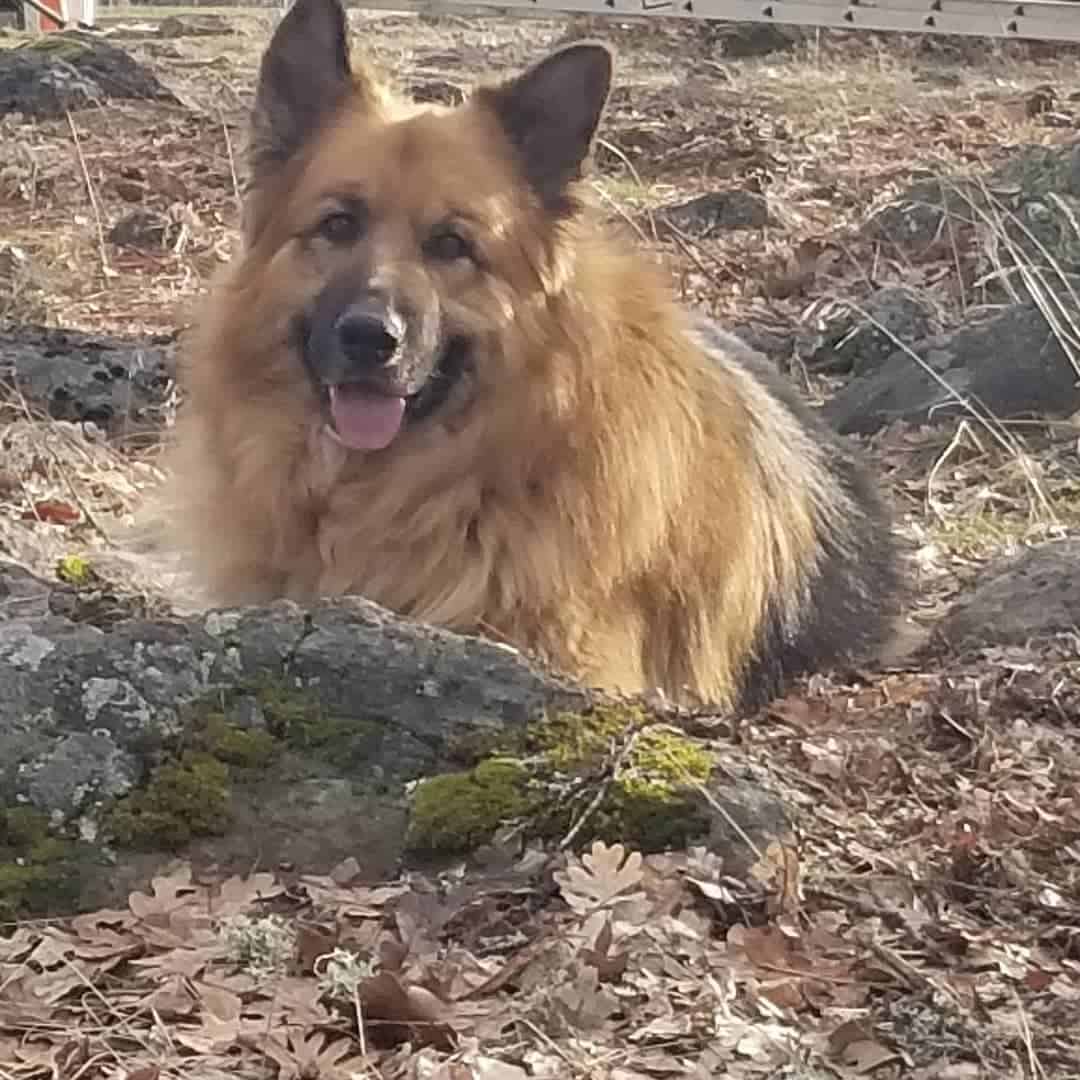 german shepherd dog in the bush