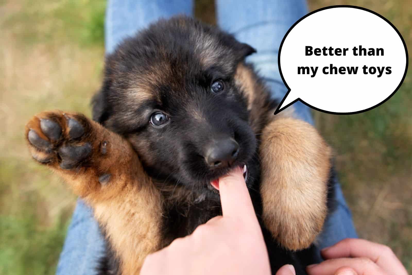 german shepherd puppy nibble his owners finger