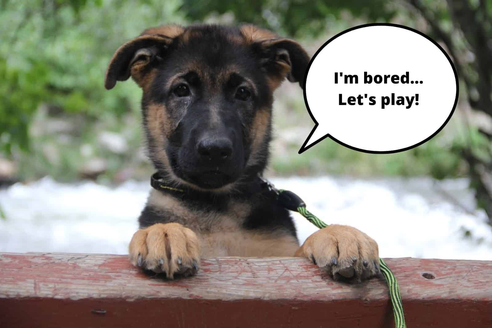 german shepherd puppy leaning paws on fence and looking across