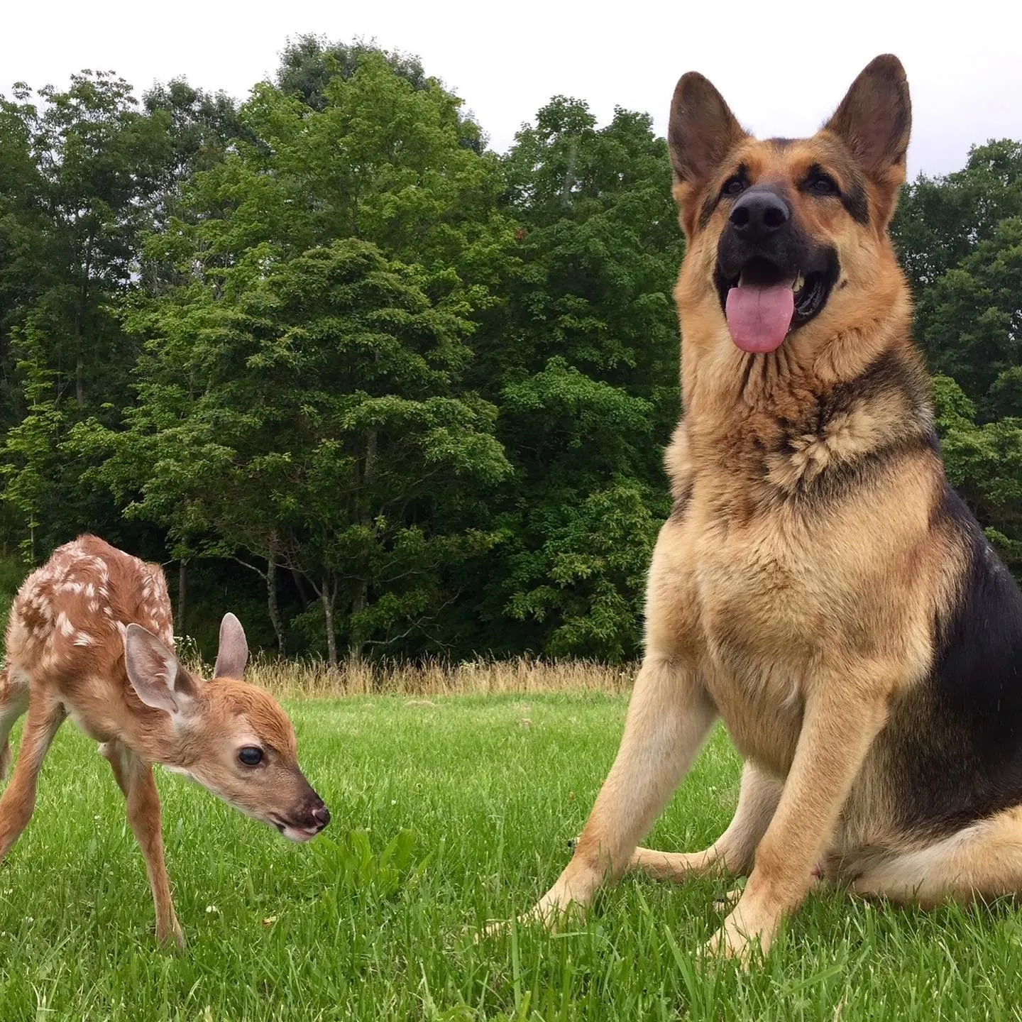 german shepherd with fawn on the grass