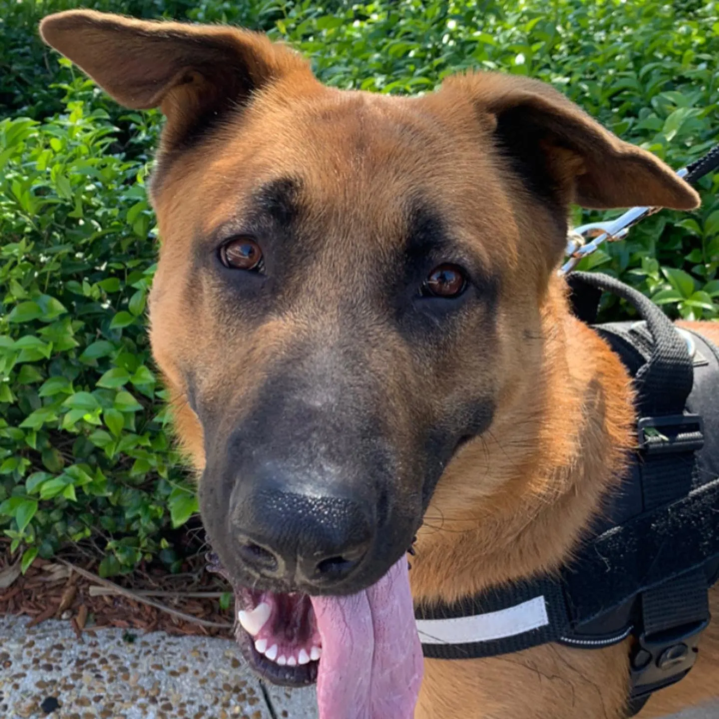 german shepherd with tongue out