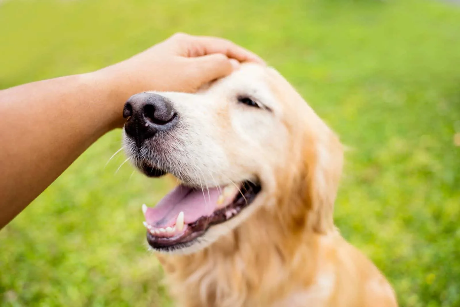 11 Reasons Why Golden Retrievers Are Worst Dogs To Own