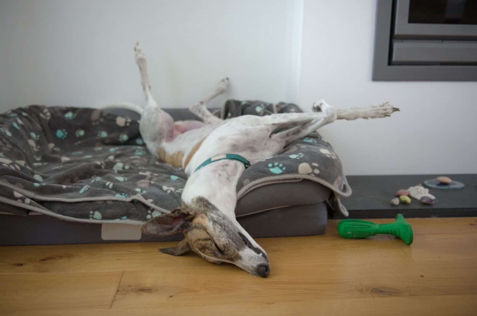 greyhound dog assumes an unusual position while sleeping in his bed