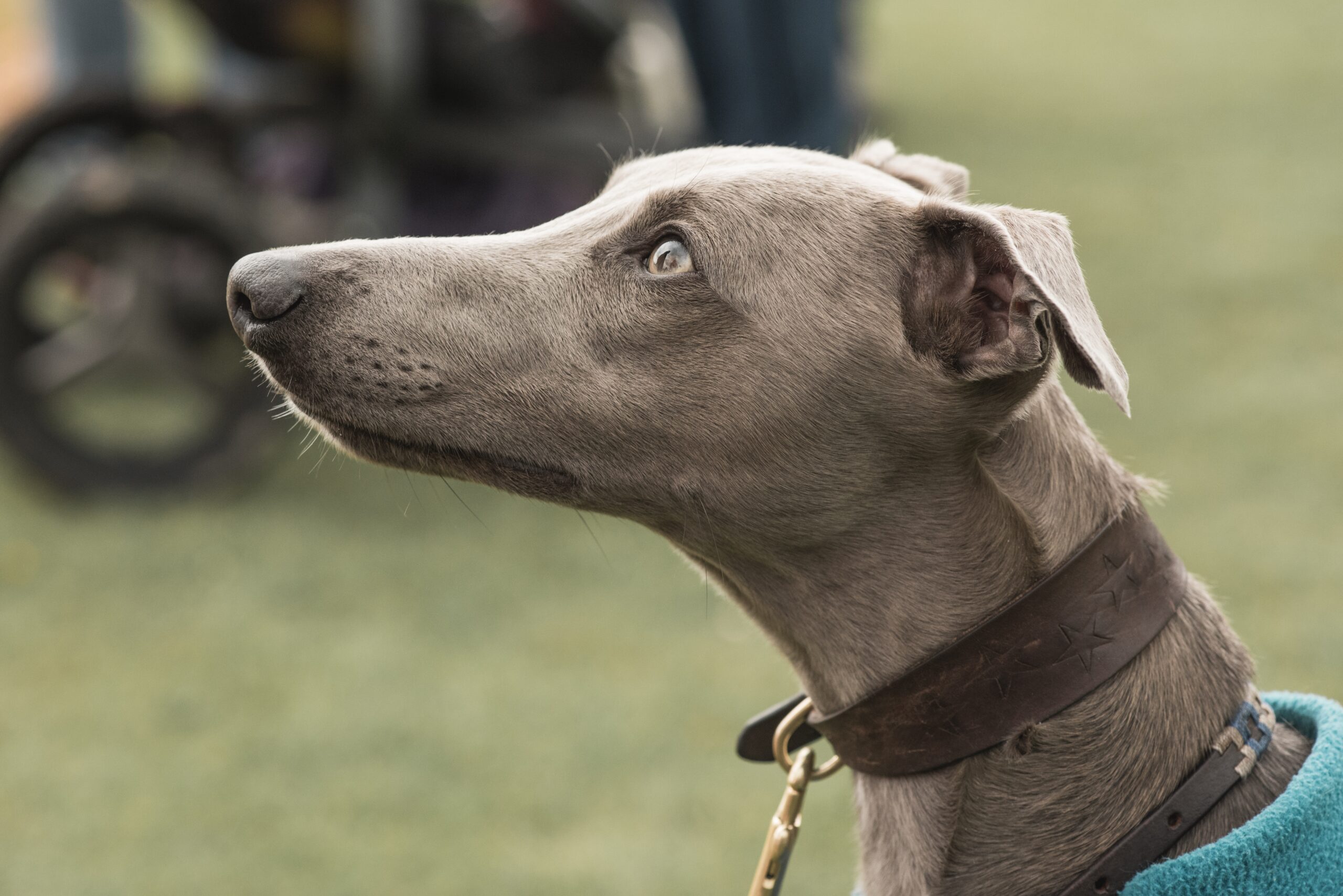 greyhound looking up