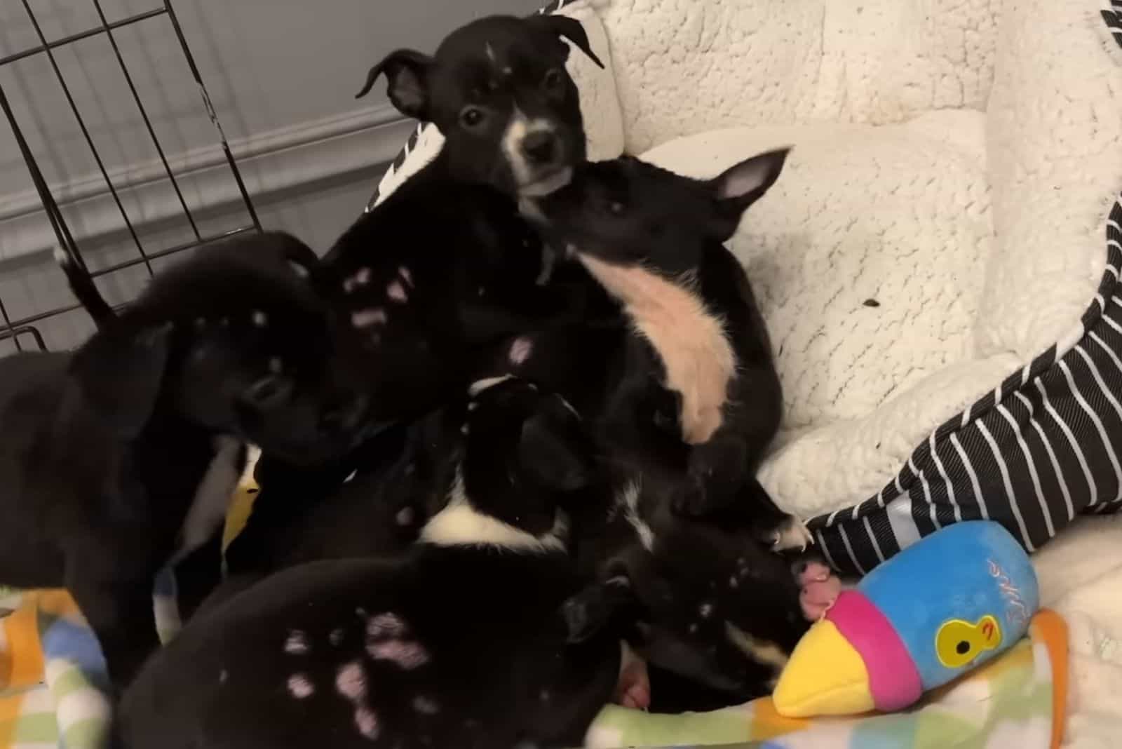 group of playful puppies in their bed