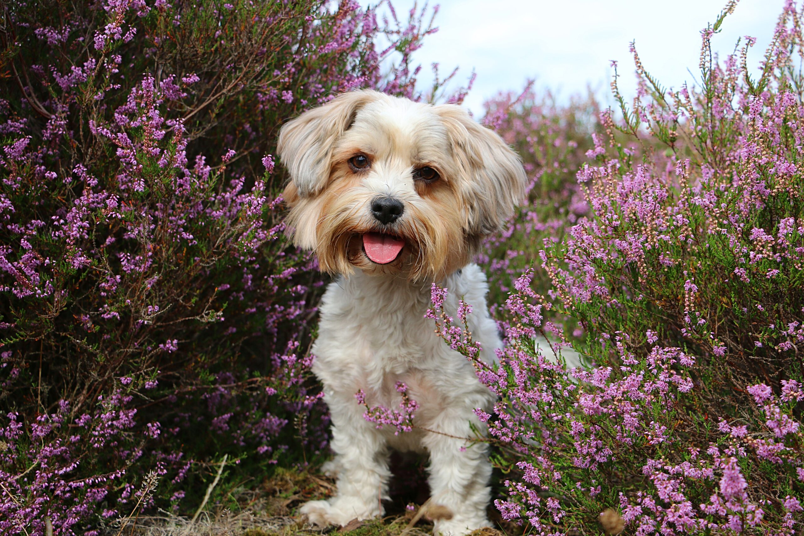 havanese dog in flowers