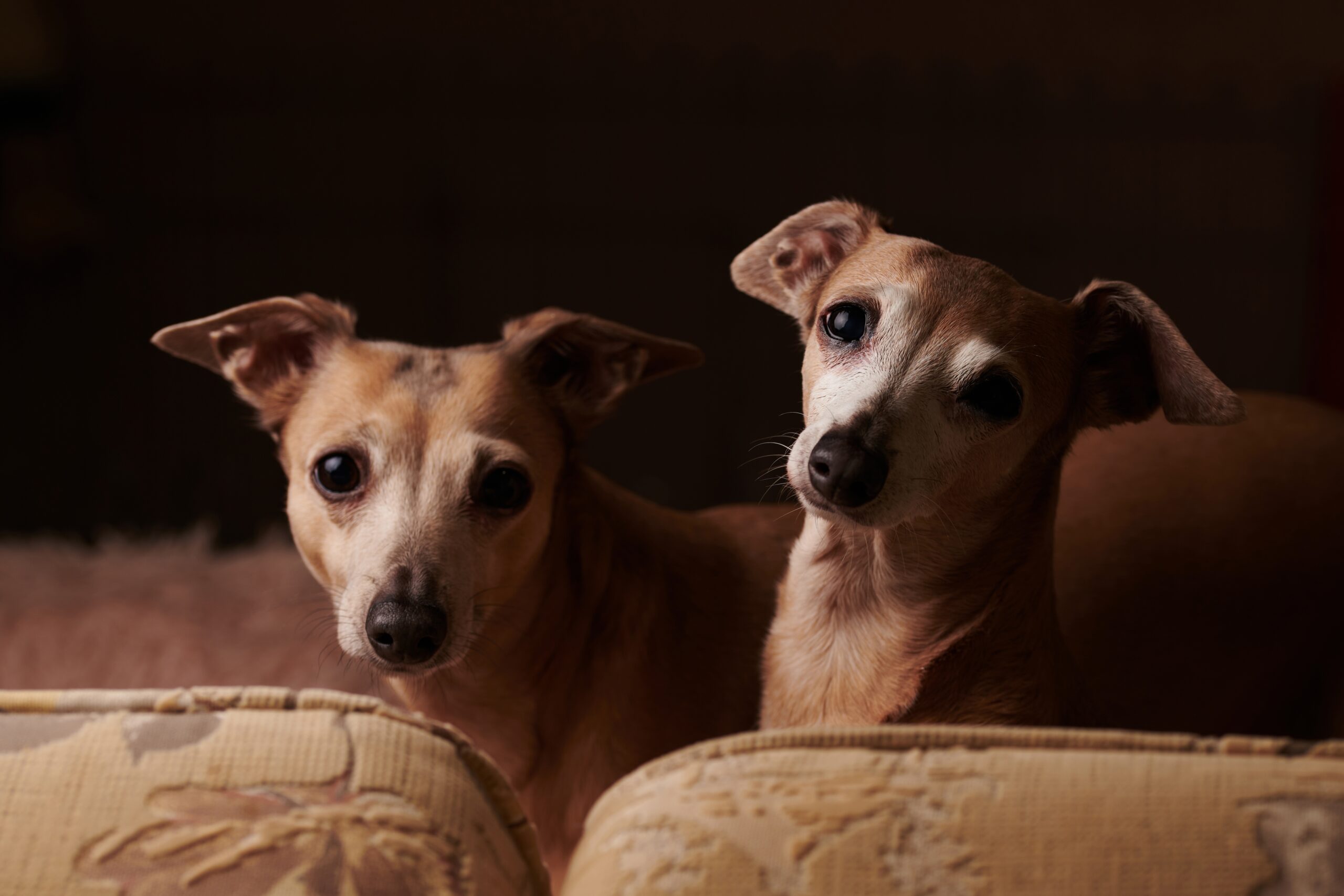 two greyhounds resting