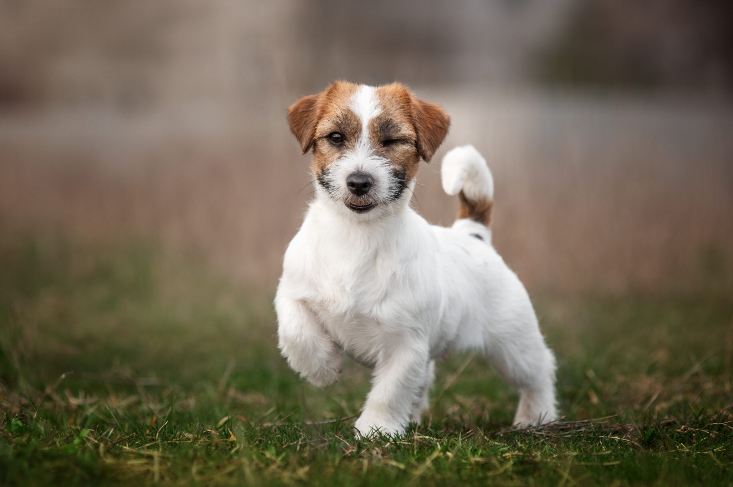 jack russell terrier winking