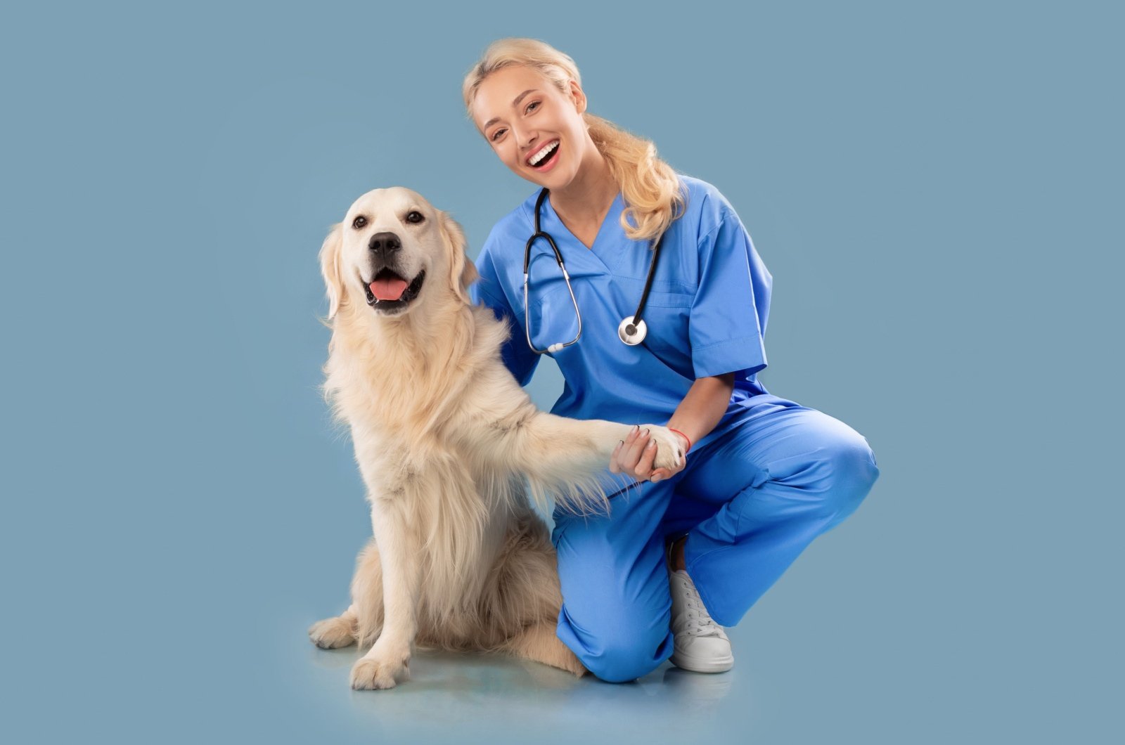 labrador and the vet