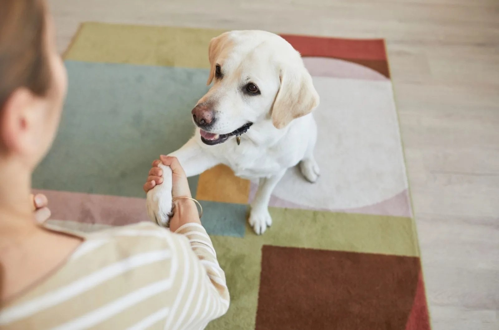 labrador giving paw