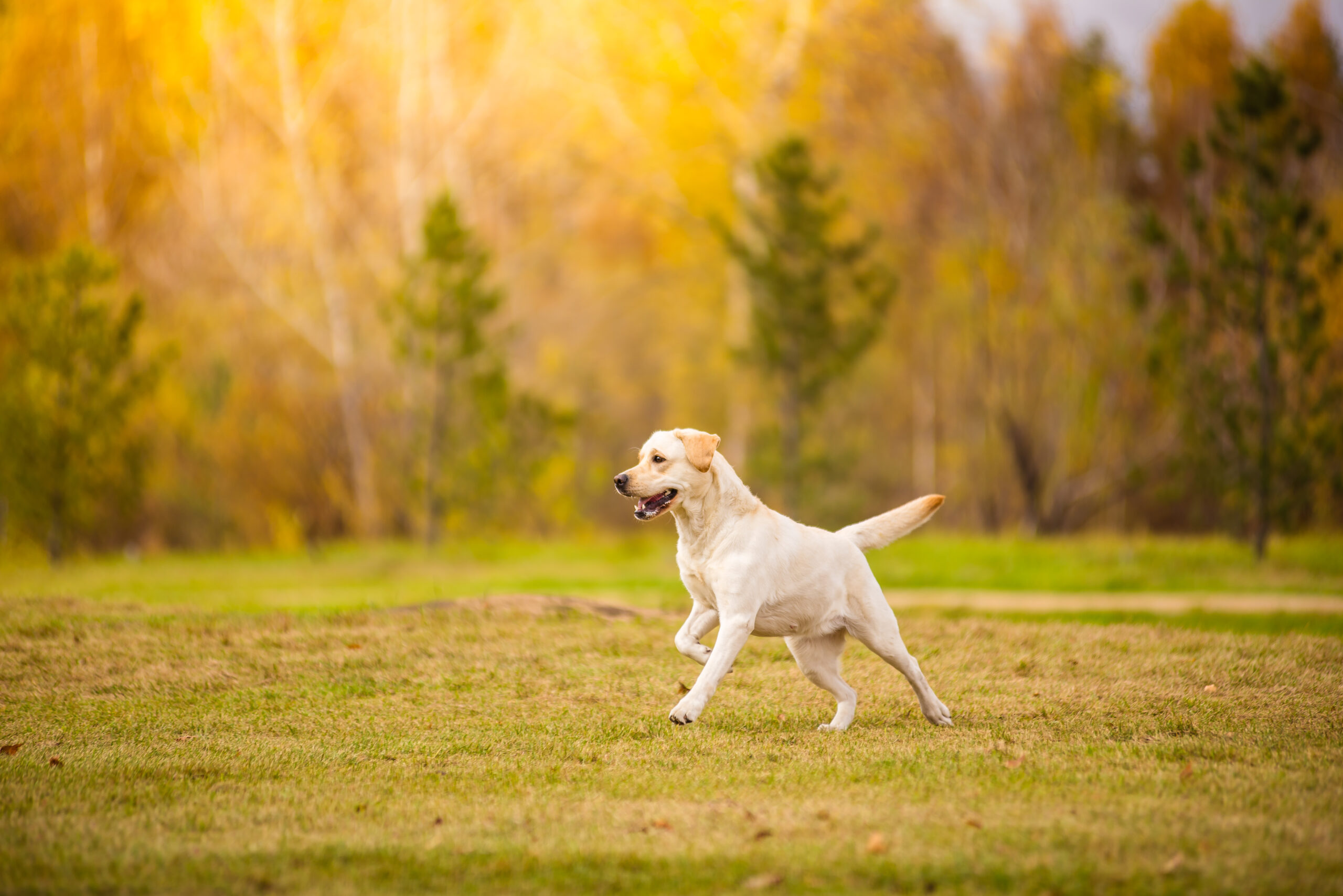 labrador in the fiedl