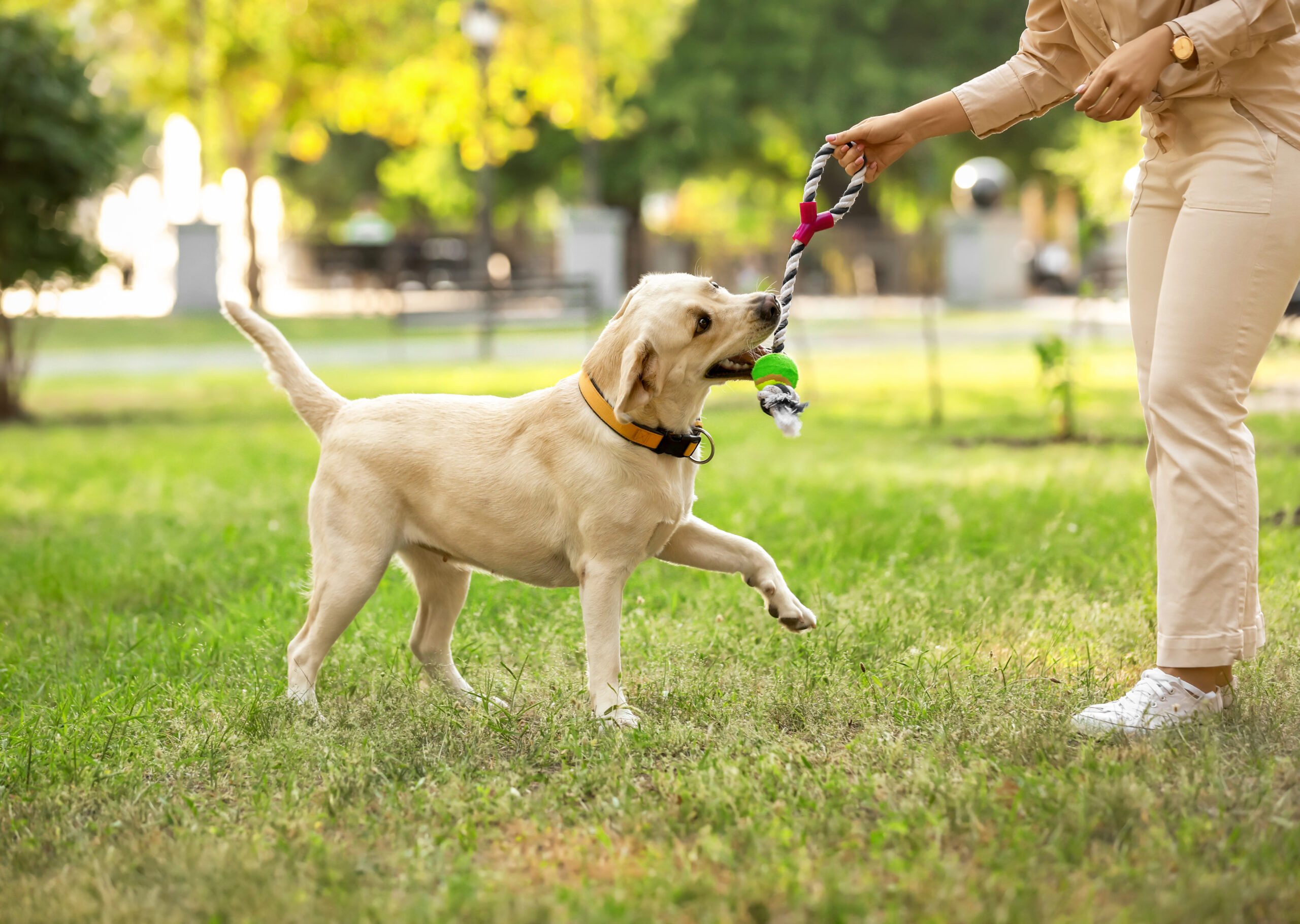 labrador playing with owner