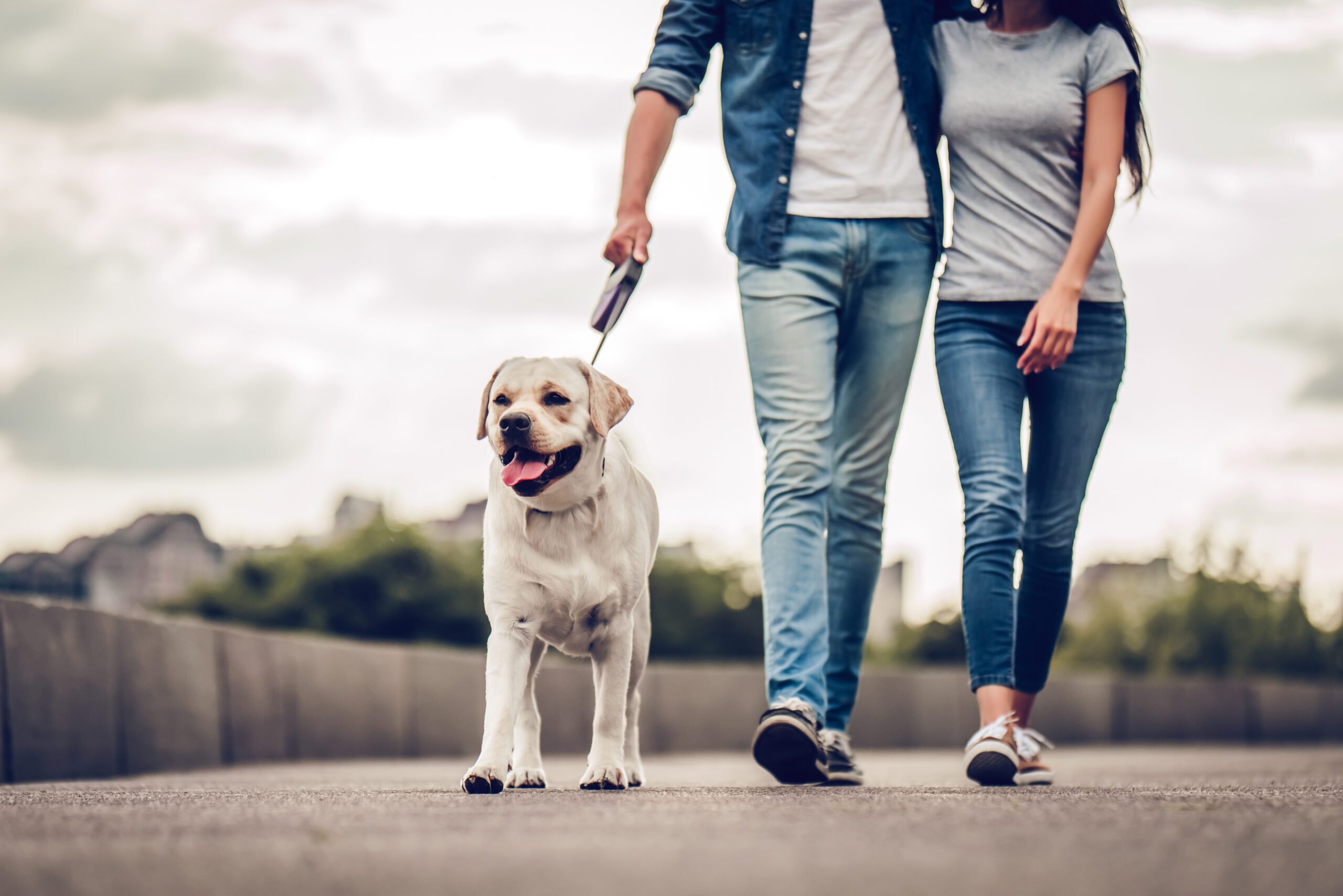 labrador walking with owners