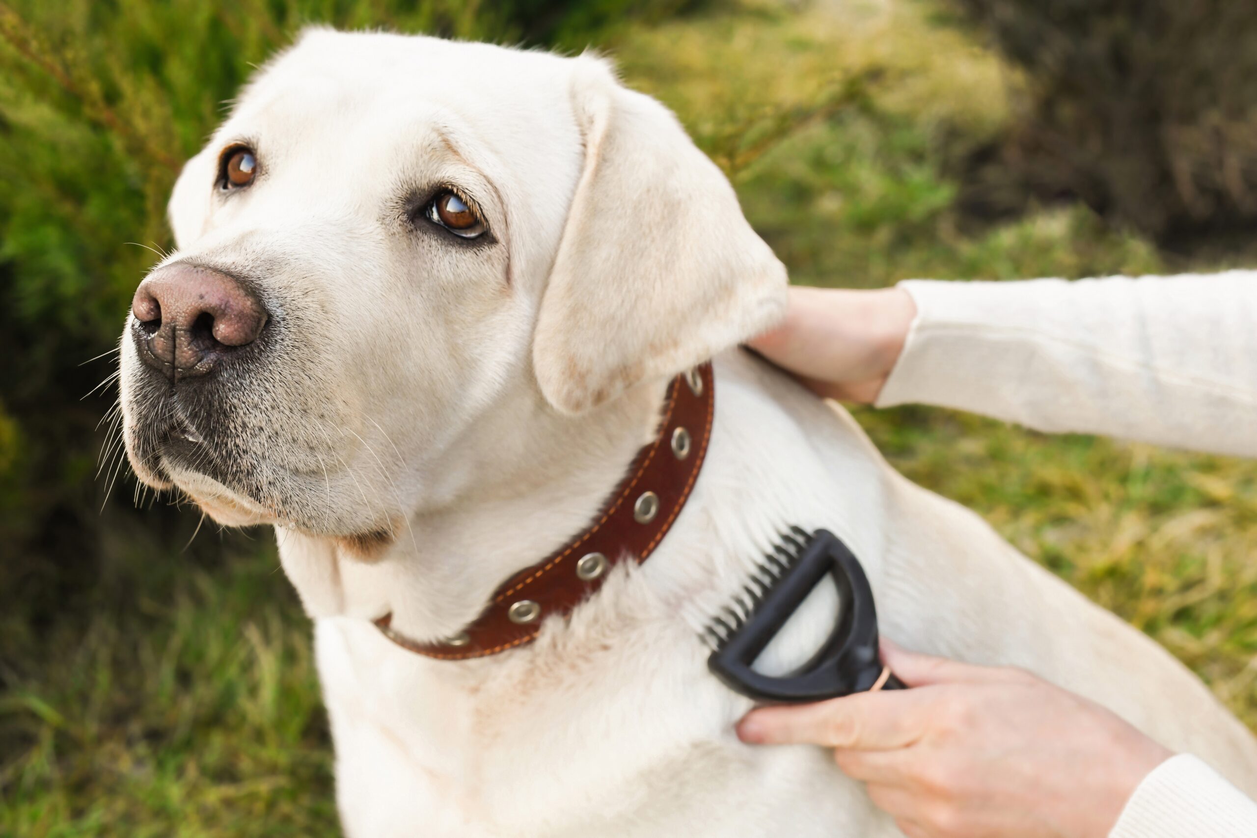 labrador brushing fur