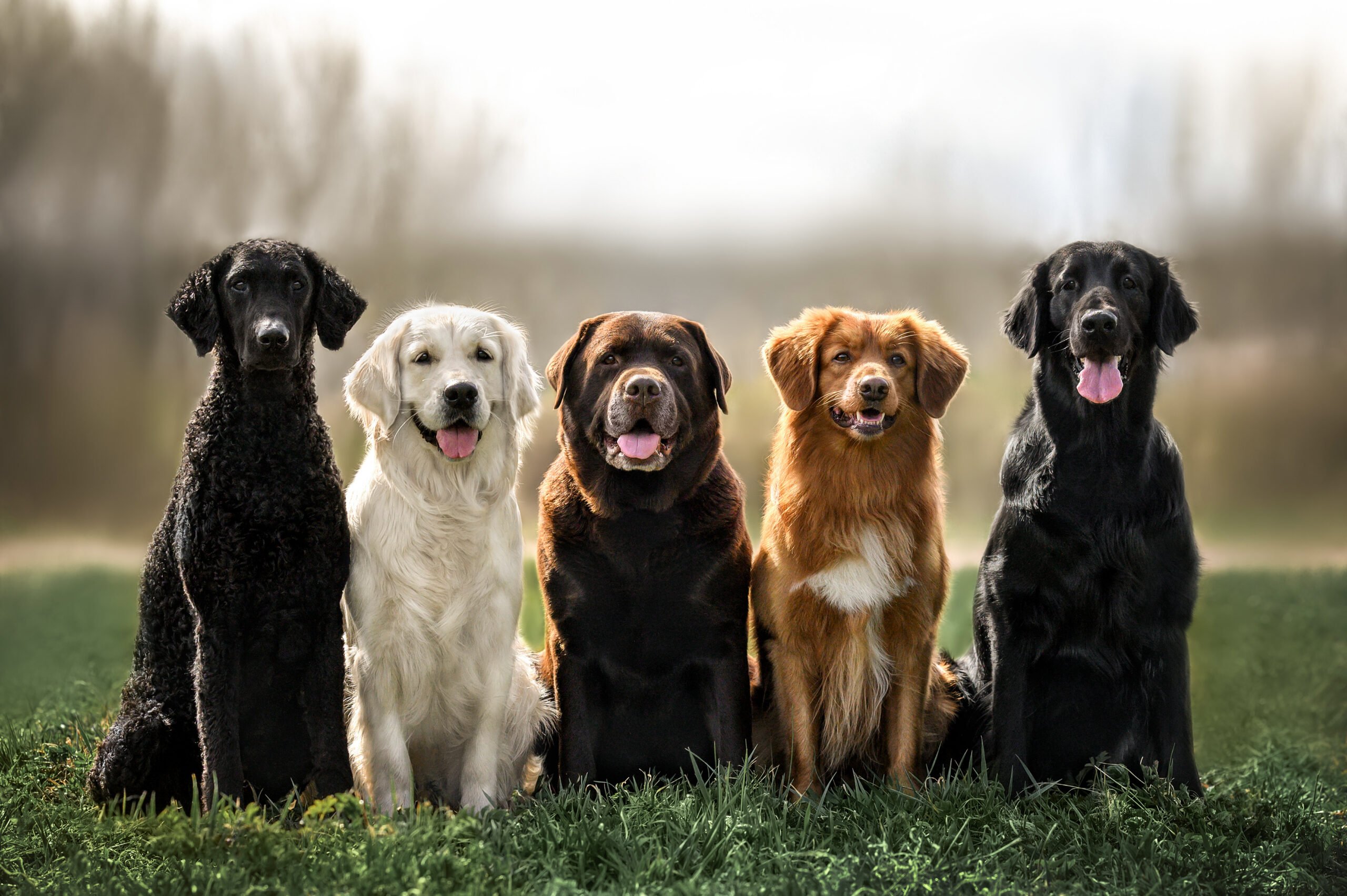 labrador with other dogs