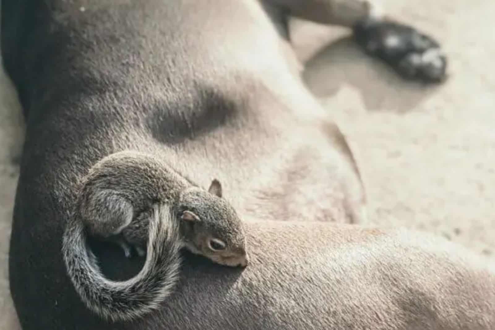 little squirrel laying on the pitbull