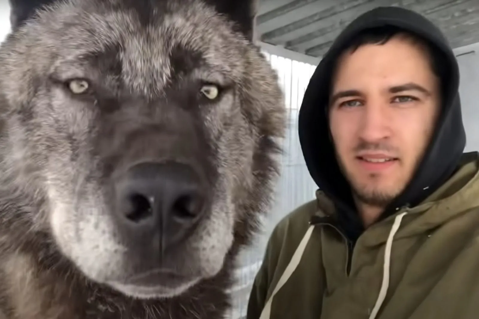 Man Living with the world’s largest wolf and treating him like a ...