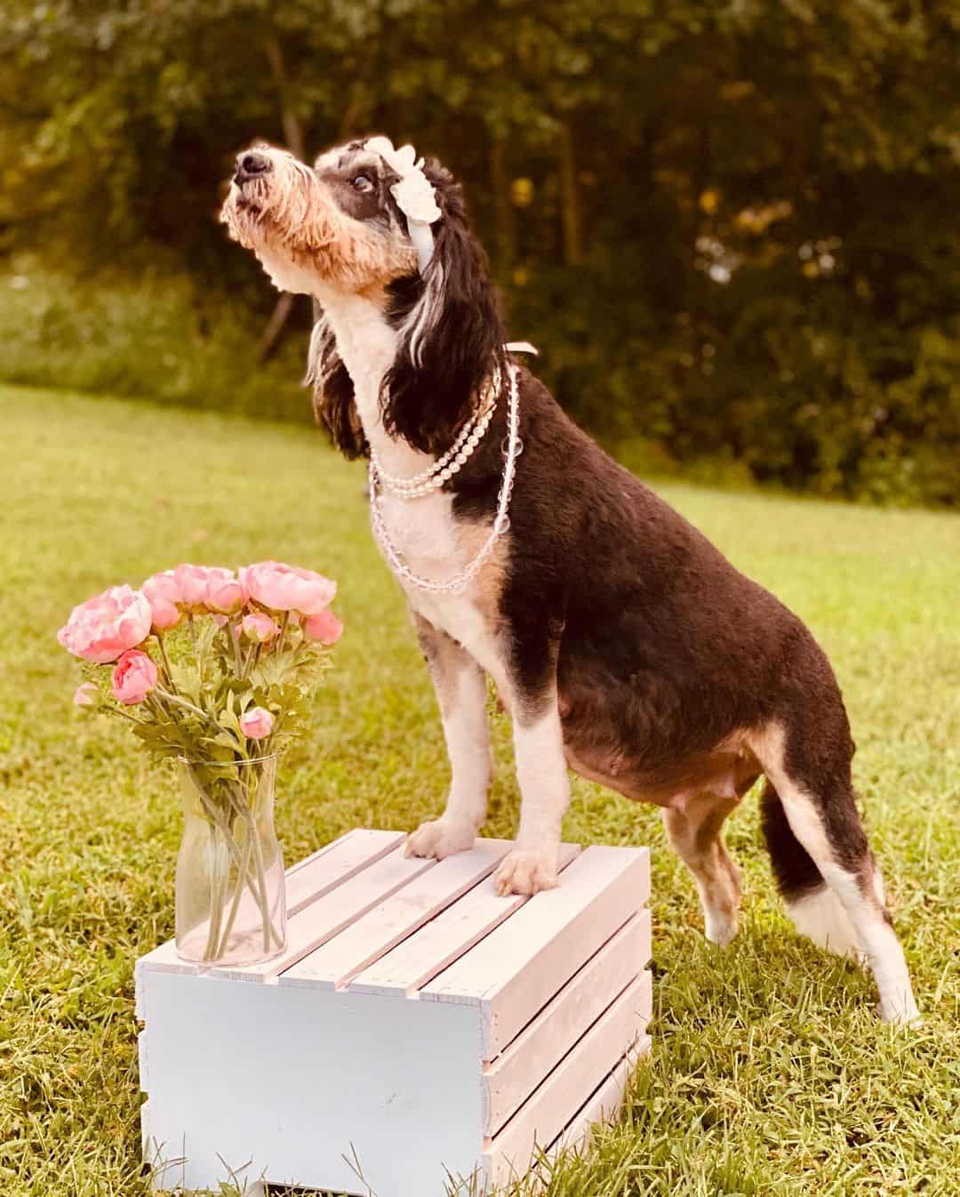 maternity photoshoot of a bernedoodle