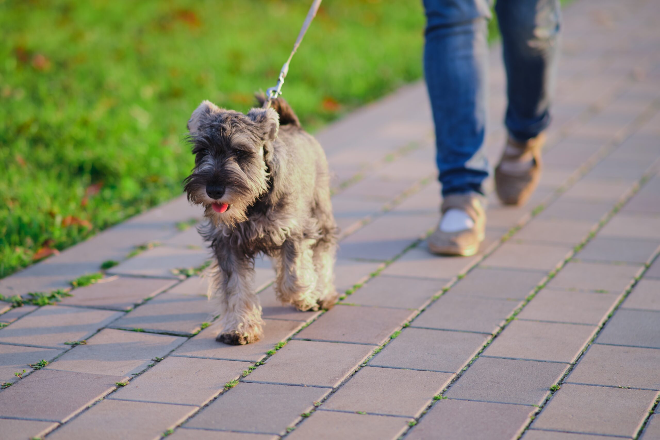 miniature schnauzer on a walk