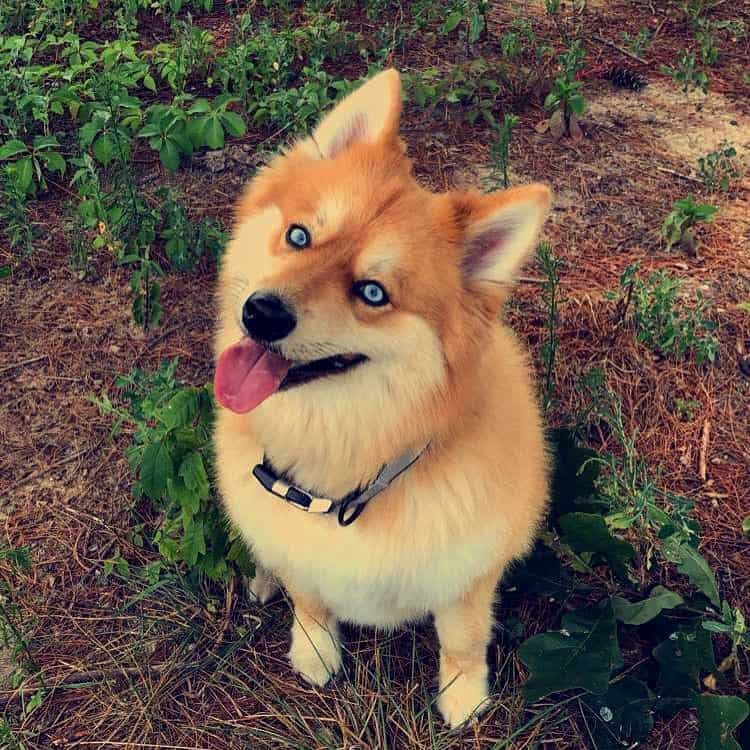 mya the blue-eyed pomsky mix